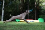 WABOBA PET JETWAG BALL - Image 3