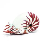 PAPO NAUTILUS FIGURE ΚΟΧΥΛΙ