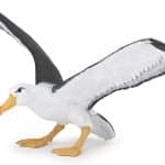 PAPO ALBATROS ΓΛΑΡΟΣ