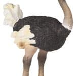 PAPO OSTRICH FIGURE ΣΤΡΟΥΘΟΚΑΜΗΛΟΣ